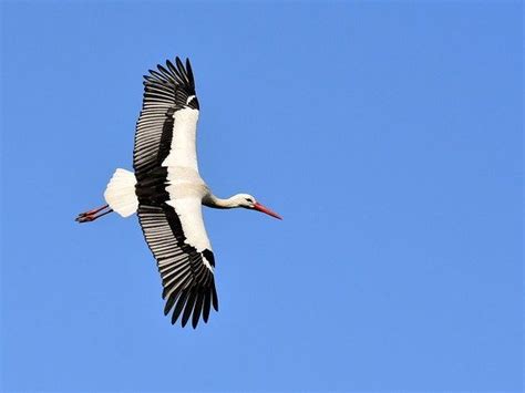 schwarz weißer vogel name|weißstorch vogel.